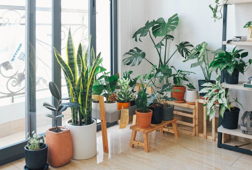 3 Plantas que limpian el aire en tu casa